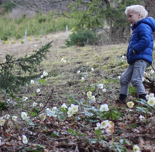 Helleborus niger – Schneerose, Christrose – Bild 5