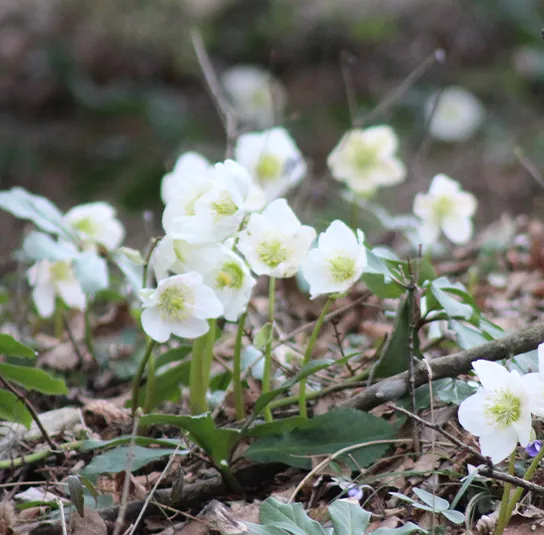 Helleborus niger – Schneerose, Christrose – Bild 4