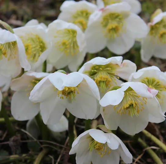Helleborus niger – Schneerose, Christrose – Bild 3