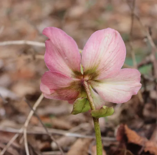 Helleborus niger – Schneerose, Christrose – Bild 7