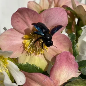 Helleborus niger – Schneerose, Christrose