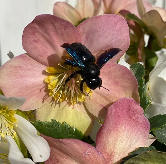 Helleborus niger – Schneerose, Christrose – Bild 2