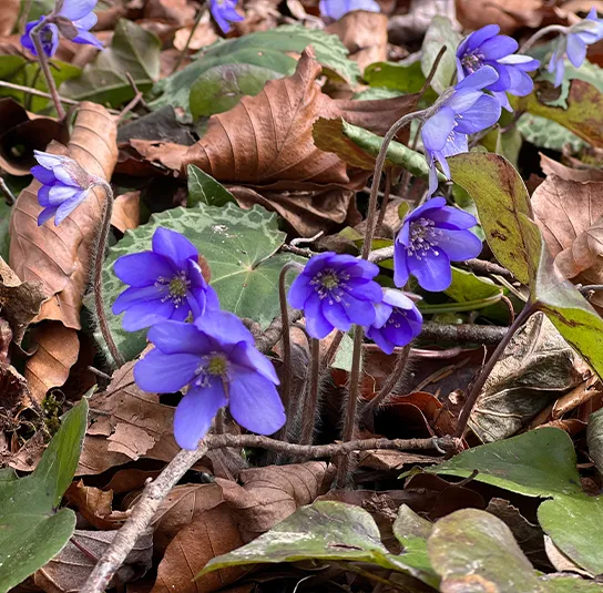 Hepatica nobilis – Leberblümchen – Bild 8