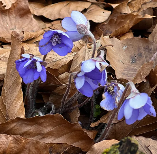 Hepatica nobilis – Leberblümchen – Bild 3