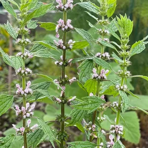 Leonurus cardiaca  – Echtes Herzgespann