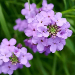 Hesperis matronalis – Gewöhnliche Nachtviole