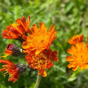 Hieracium aurantiacum – Orangerotes Habichtskraut