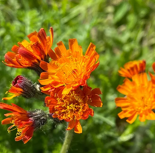 Hieracium aurantiacum – Orangerotes Habichtskraut – Bild 2