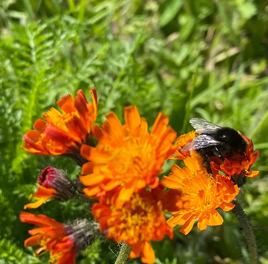 Hieracium aurantiacum – Orangerotes Habichtskraut – Bild 3