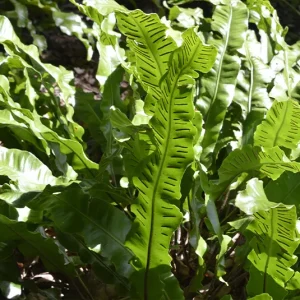 Phyllitis scolopendrium – Hirschzungenfarn