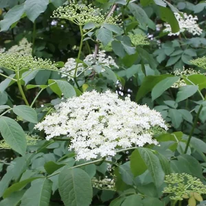 Sambucus nigra – Holunder, Holler Wildform