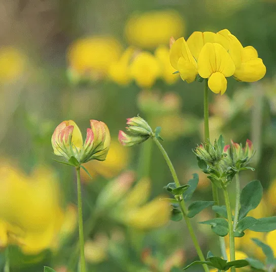 Lotus corniculatus – Gewöhnlicher Hornklee – Bild 3