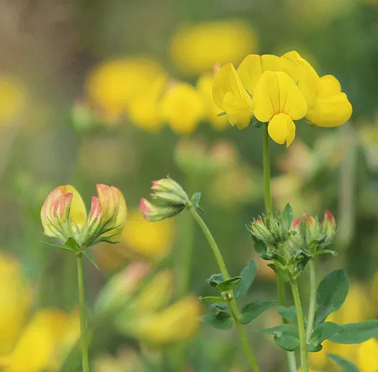 Lotus corniculatus – Gewöhnlicher Hornklee – Bild 5
