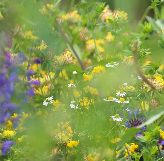 Anthyllis vulneraria – Wundklee – Bild 3