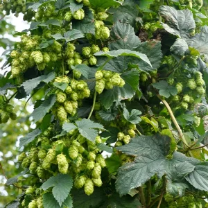Humulus lupulus ‚Teemacher‘ – Aroma-Hopfen, Fruchtform