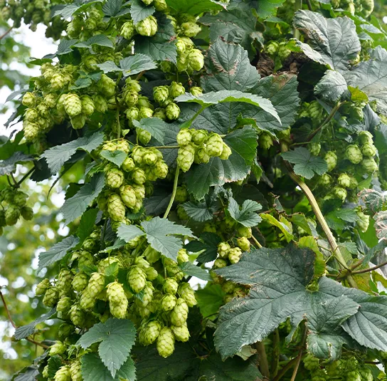 Humulus lupulus ‚Teemacher‘ – Aroma-Hopfen, Fruchtform