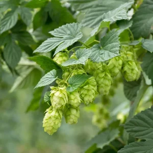 Humulus lupulus ‚Hallertauer Tradition‘ – Top-Hopfensorte, Fruchtform