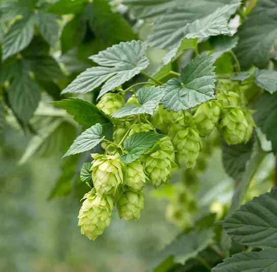 Humulus lupulus ‚Teemacher‘ – Aroma-Hopfen, Fruchtform – Bild 4