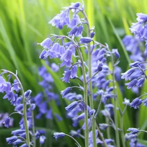 Hyacinthoides non-scripta – Garten-Hasenglöckchen (im Topf)