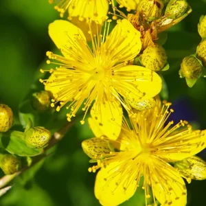 Hypericum perforatum – Echtes Johanniskraut