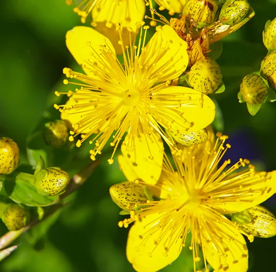 Echtes Johanniskraut (Hypericum perforatum) Saatgut