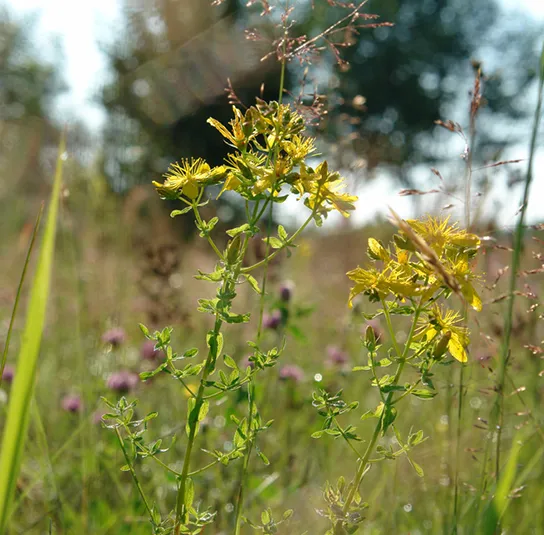 Echtes Johanniskraut (Hypericum perforatum) Saatgut – Bild 3
