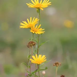 Inula salicina – Weidenblättriger Alant