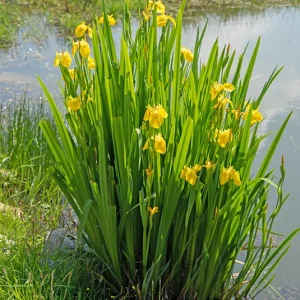 Iris pseudacorus – Sumpf-Schwertlilie
