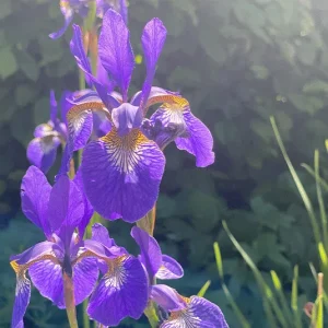 Iris sibirica – Wiesen-Iris