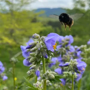 Polemonium (caeruleum) Jakobsleiter, Himmelsleiter