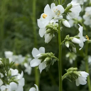 Polemonium caeruleum ´Alba` – Weiße Jakobsleiter, Himmelsleiter weiß