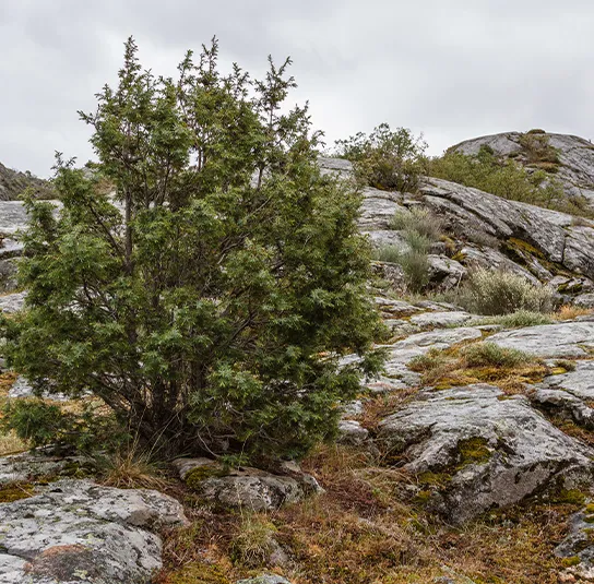 Juniperus communis – Heimischer Wacholder – Bild 6