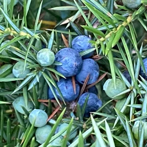 Juniperus communis – Heimischer Wacholder