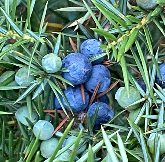 Juniperus communis – Heimischer Wacholder