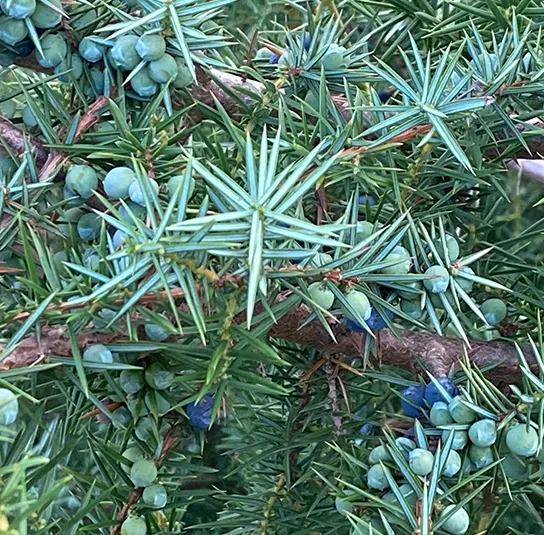 Juniperus communis – Heimischer Wacholder – Bild 4