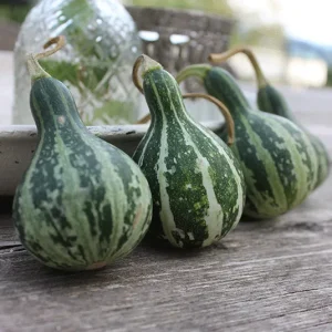 Kürbis – Mini Birnderl