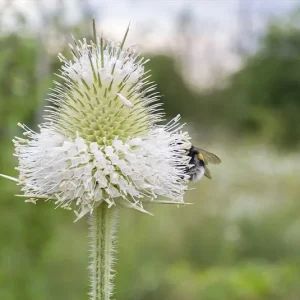 Dipsacus laciniatus – Weiße Schlitzblatt Karde