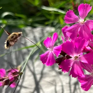 Dianthus carthusianorum – Kartäusernelke