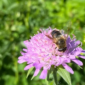 Knautia maxima  – Wald-Witwenblume