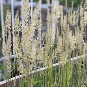 Koeleria glauca – Schillergras