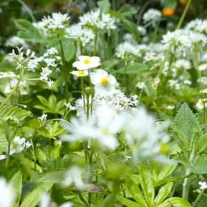Essbare Bodendeckerkombination –  Ersparnis 3,40 – 6 Pflanzen