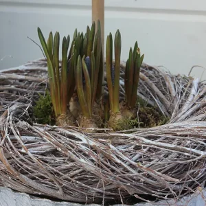 Kranz natur/white washed