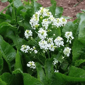 Armoracia rusticana – Kren, Meerrettich