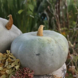 Kürbis grau