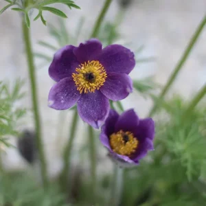 Kuhschelle (Pulsatilla vulgaris) Saatgut