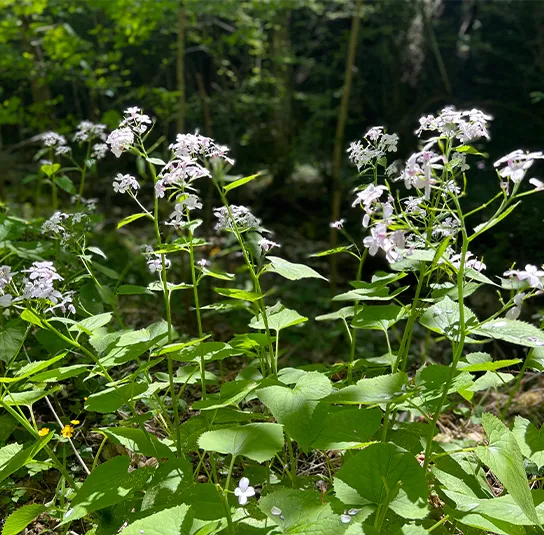 Lunaria rediviva – Ausdauerndes Silberblatt – Bild 8