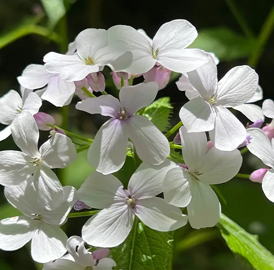 Lunaria rediviva – Ausdauerndes Silberblatt – Bild 3