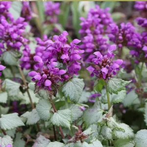 Lamium maculatum – Gefleckte Taubnessel