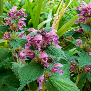 Lamium orvala –  Nesselkönigin