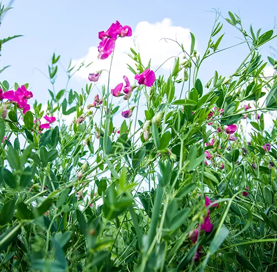 Lathyrus tuberosus – Knollen-Platterbse – Bild 3